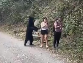 He's behind you - the black bear lurks near hikers