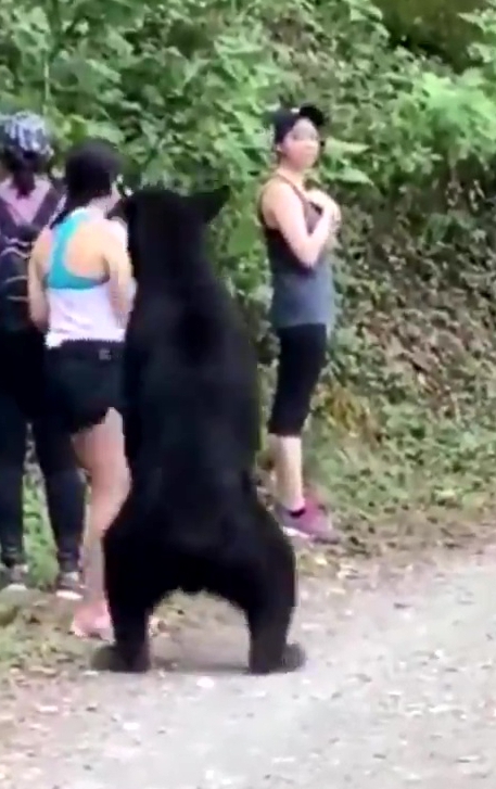 The fearless black bear wanders up the women at Chipinque Ecological Park in Mexico