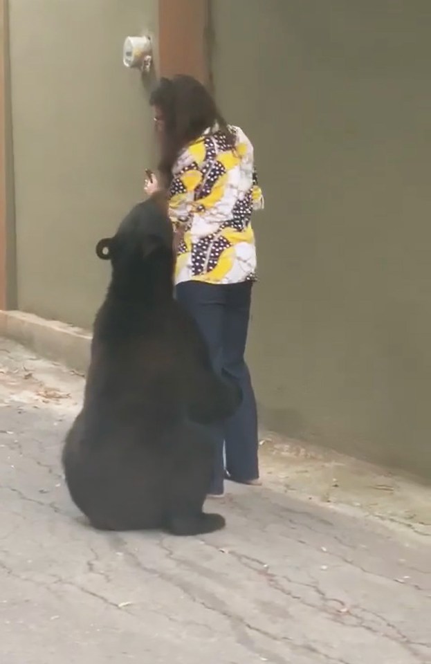 A 'wild' bear proved he just wanted a cuddle in Mexico