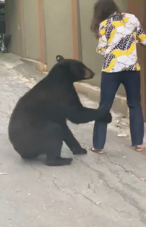 The lady remained incredibly calm despite the heartstopping moment