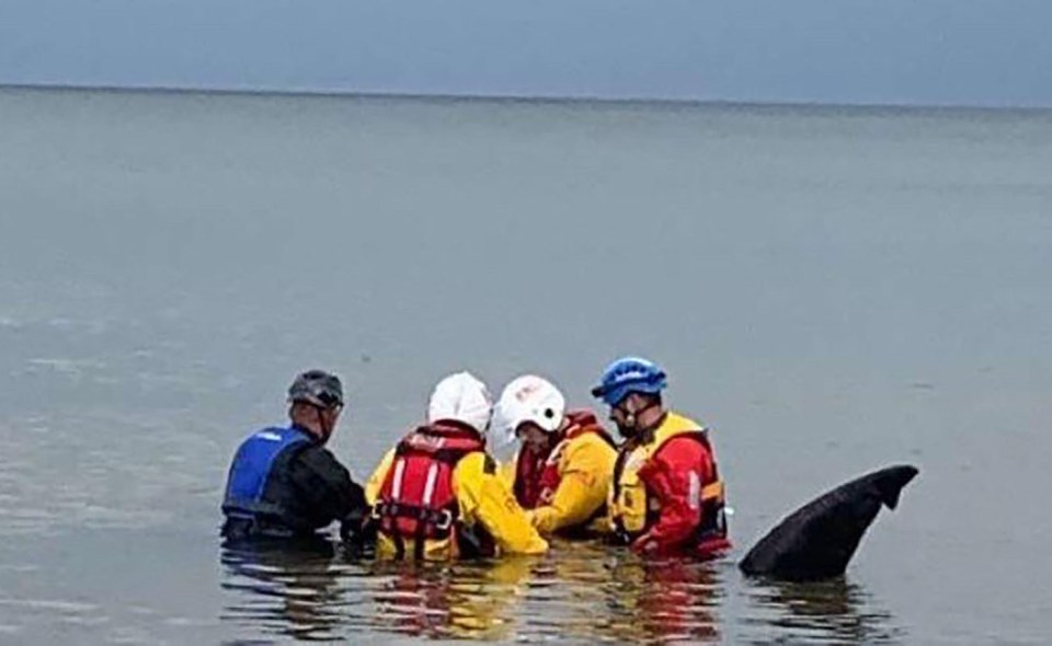 Rescuers were called to help the animal get into deeper waters