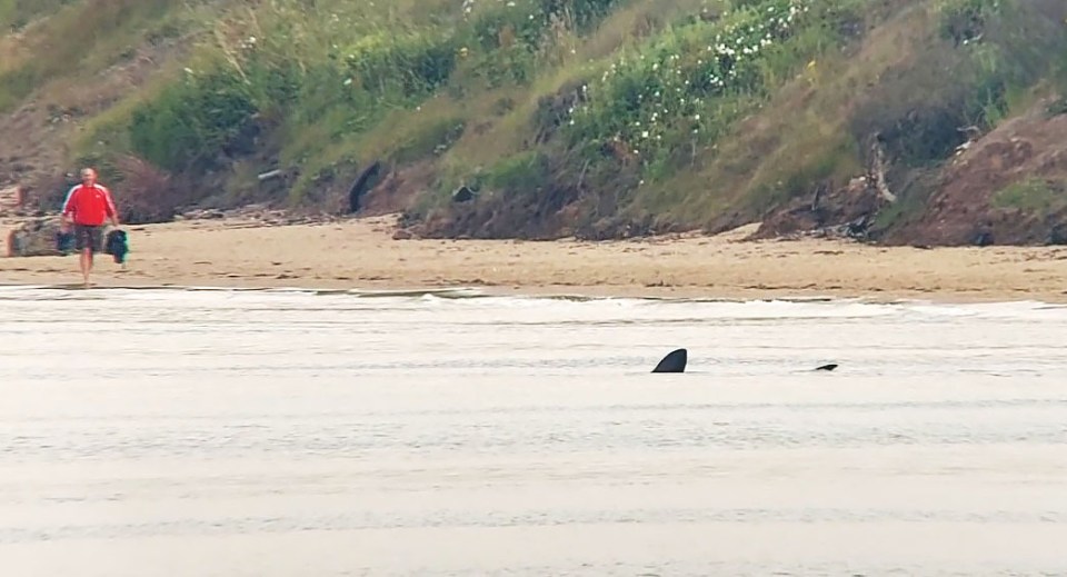 The basking shark was spotted on the Yorkshire beach