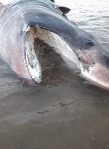 The stranded basking shark on Filey beach