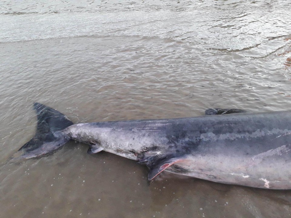 The shark on Filey beach, North Yorkshire