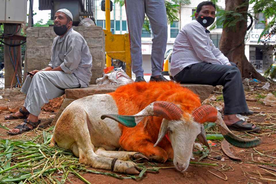 A goat on sale for Eid al-Adha in Bangalore