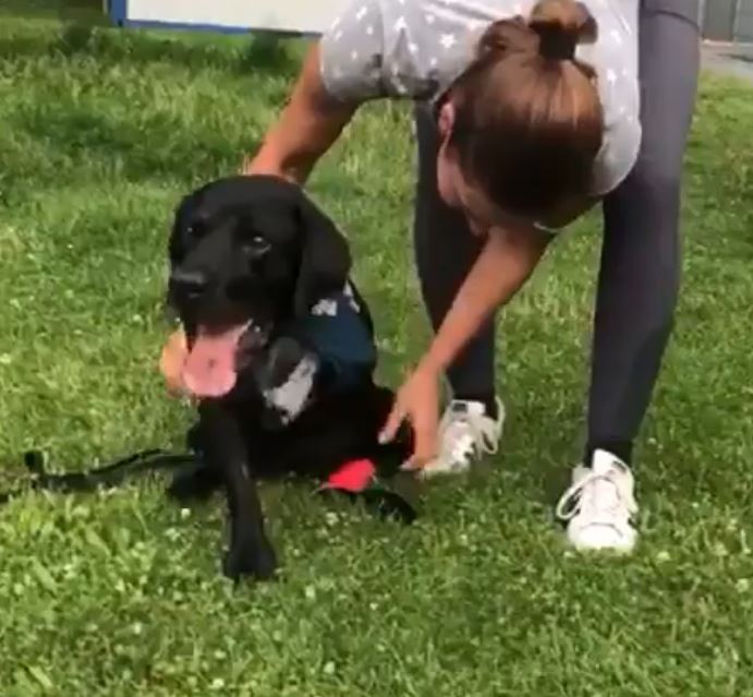 Lisa Muller shared a sweet video of her three-legged dog running after recovering from bone cancer