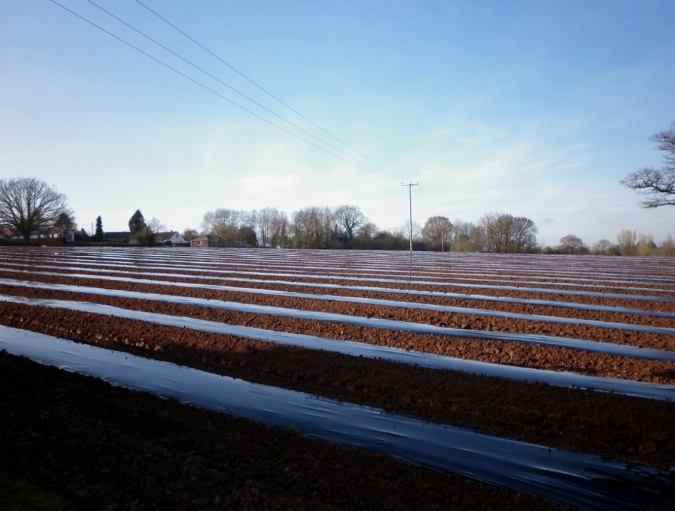 The vegetable farm has gone into lockdown after multiple cases