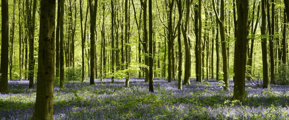 The Stonehenge sarsens are believed to have been taken from West Woods in Wiltshire