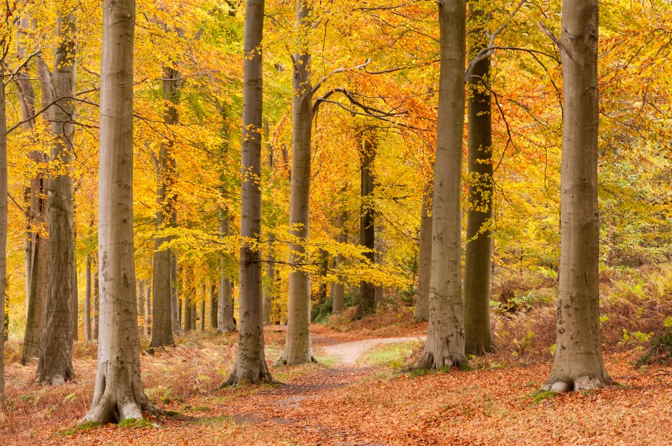 Autumn will see temperatures cool and leaves fall from trees 