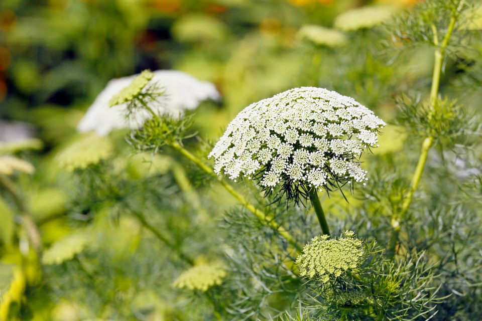 Hogweed has been described as the most dangerous plant in Britain