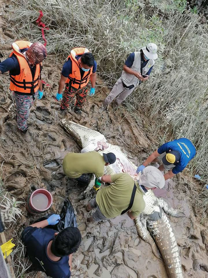 The moment the crocodile's stomach was ripped open to reveal the teen's remains