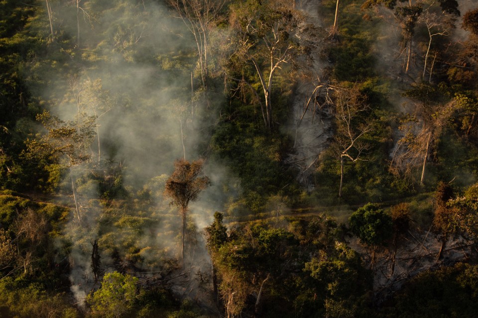 Environmental advocates blame right-wing President Jair Bolsonaro for emboldening illegal loggers and miners to destroy the forest