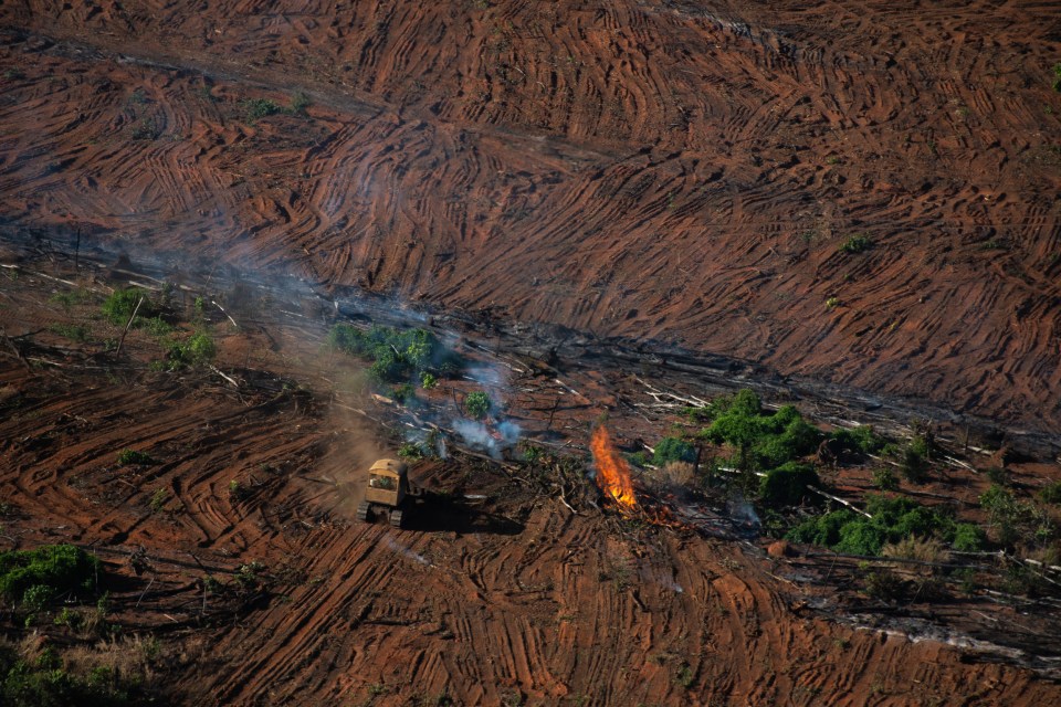 Criminals typically extract wood from the rainforest before burning the land to make way for mining or farming operations