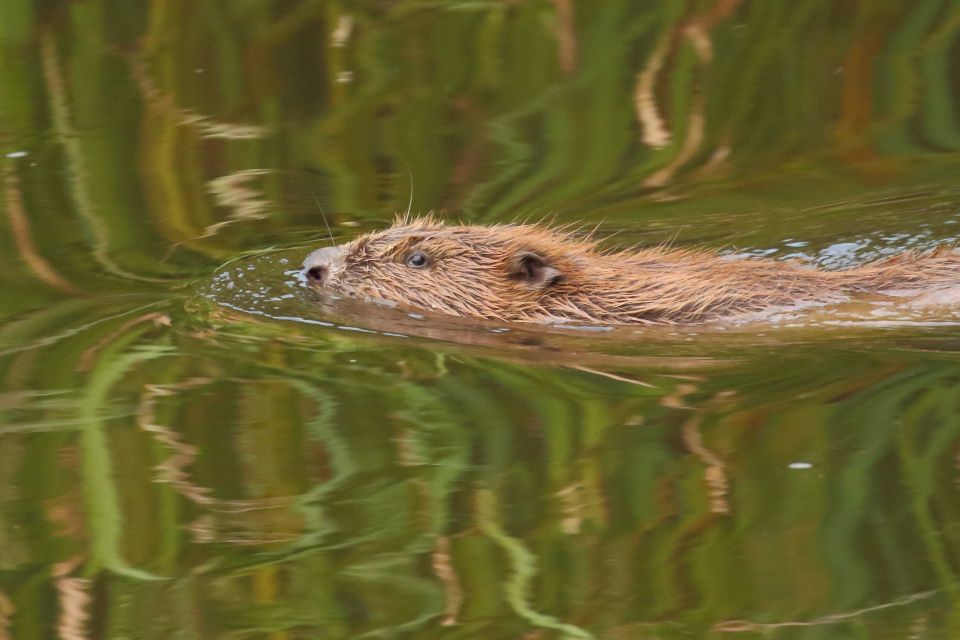 There's evidence to suggest beavers can help prevent flash floods