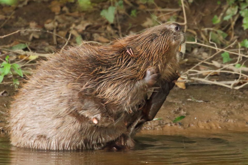 The beavers will not be removed from the river