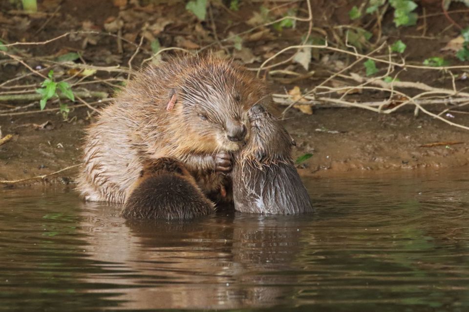 The beavers mysteriously appeared in 2008