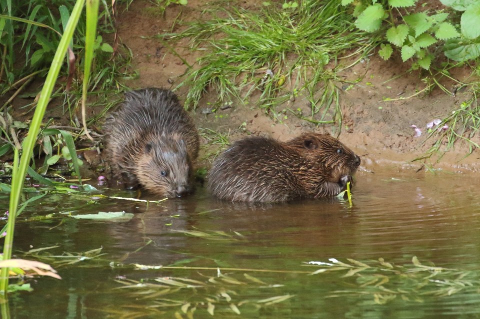 Native beavers were hunted to extinction in England, Scotland and Wales