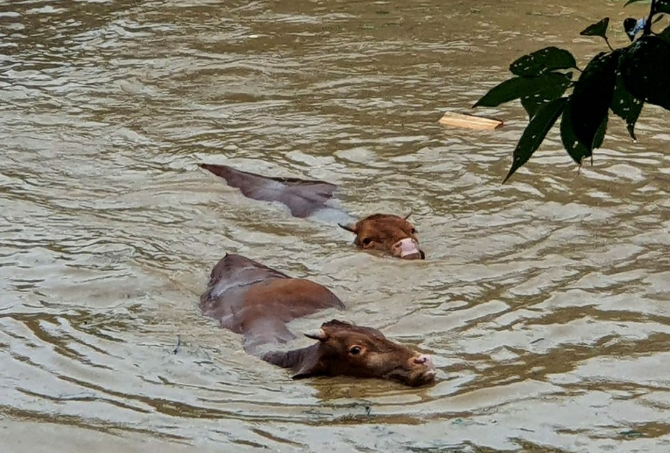 Cows were seen struggling to keep their heads above water in Gurye