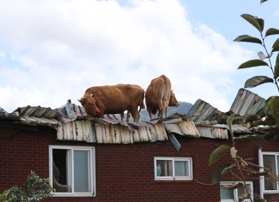 Some cows somehow managed to scramble onto the roofs of houses