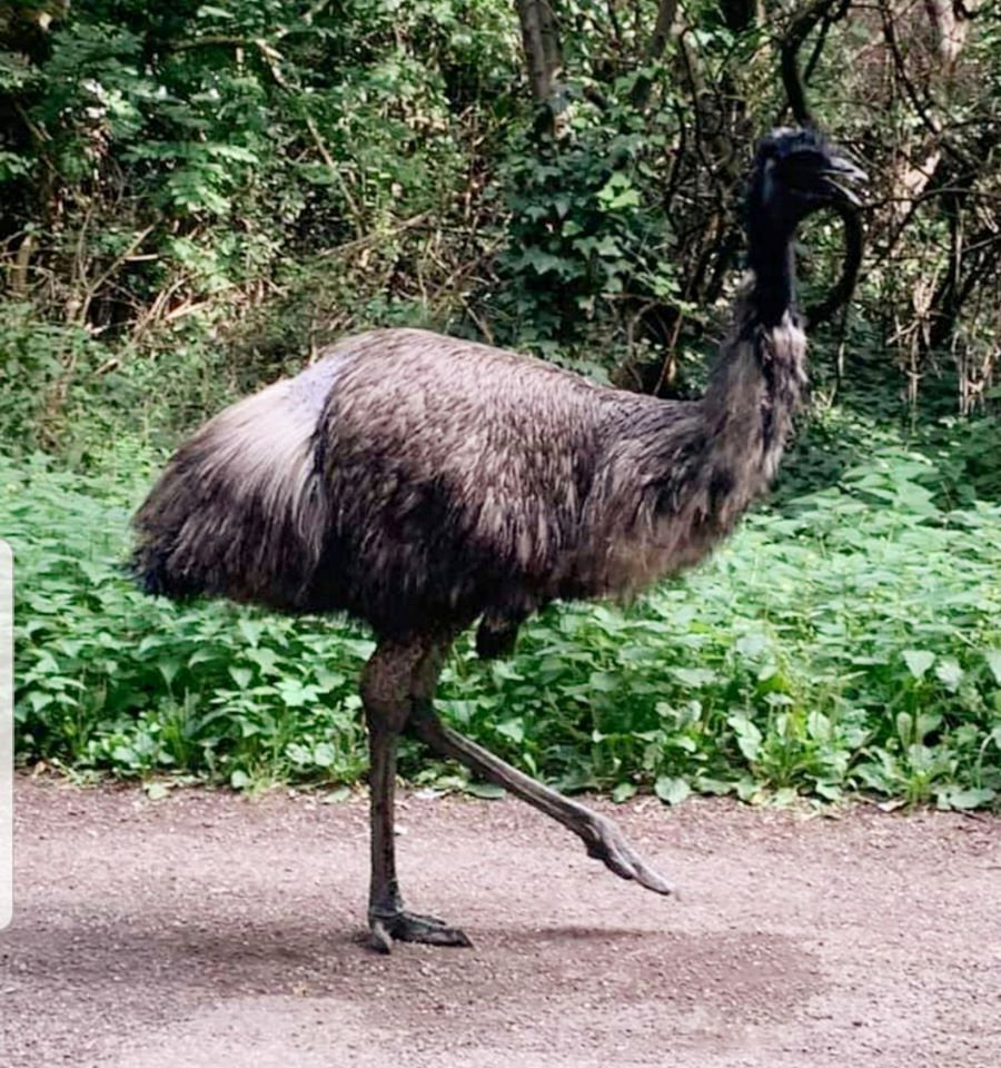 Police and the RSPCA have received more than a dozen sightings in five days