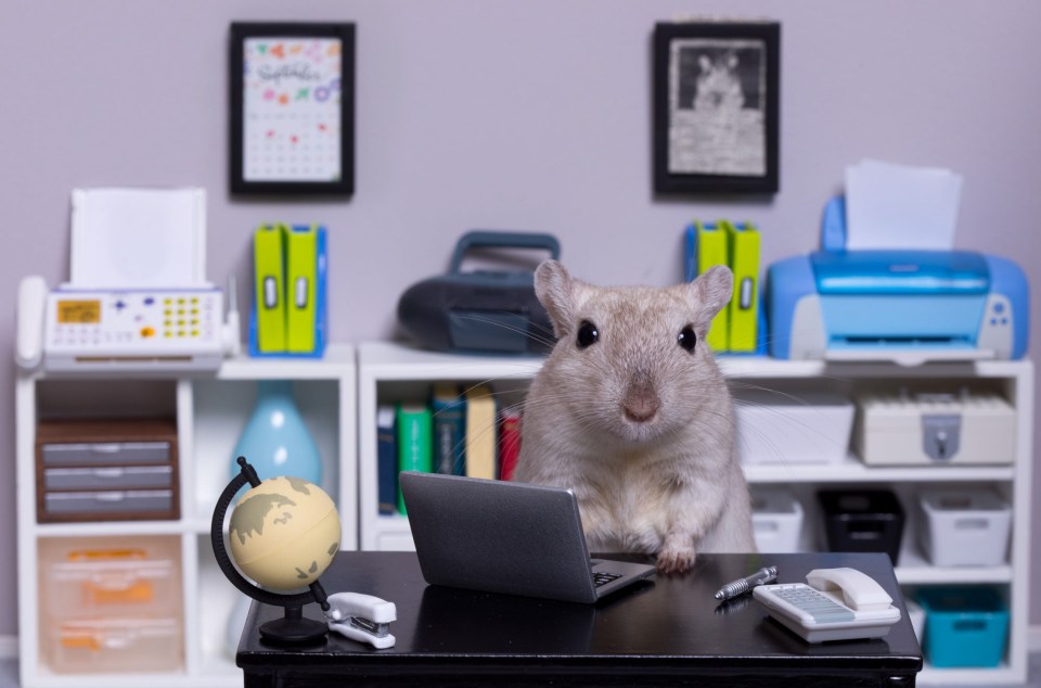 This furry friend is clearly having to work from home during lockdown