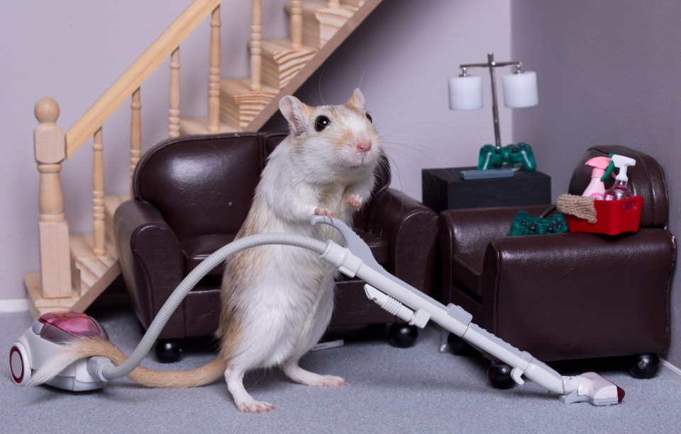 A gerbil takes on the role of car-pet cleaner in a series of adorable photos