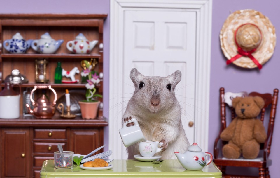 Another gerbil perfectly poses while pouring out a cup of tea