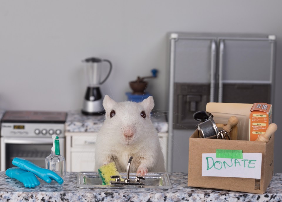 One little gerbil feels charitable as they make a box of donations