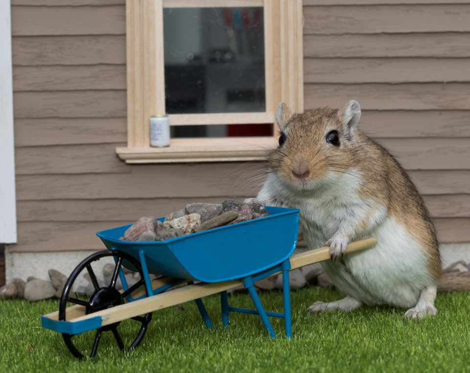 One gerbil takes care of the garden work by pushing around a wheelbarrow