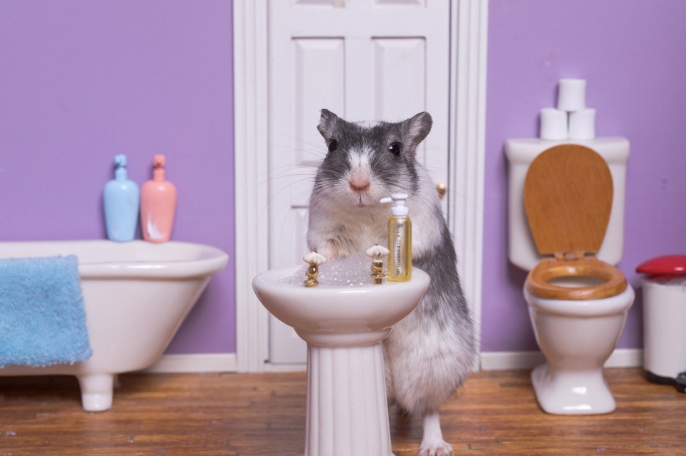 And this adorable pet makes sure to keep their paws clean by washing their hands