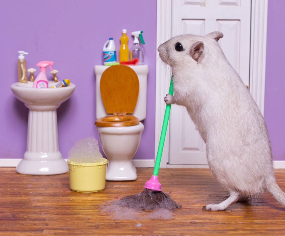 One of the sweet mammals takes on the unenviable task of cleaning the bathroom