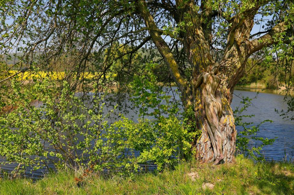 Near the village of Sedemunder in Loxer Saxony (Hint: the tree to the right)