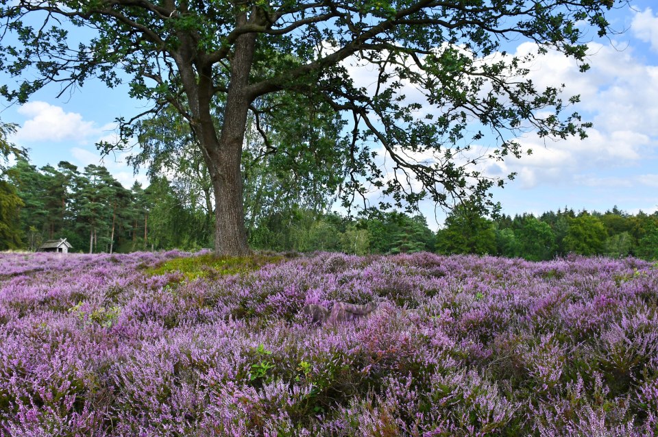 The famous Luneburg Heath in Lower Saxony (Hint: in the centre of the heather)