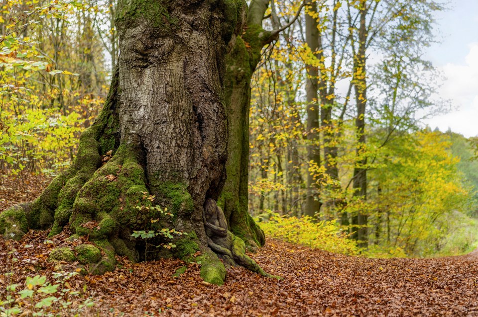 In the town of Hessisch Oldendorf (Hint: at the foot of the tree)