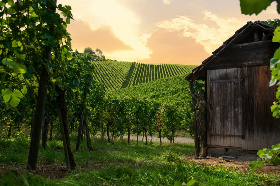 A model camouflaged at the the Fischer winery in Neckarsulm, Germany (Hint: look at the barn door)