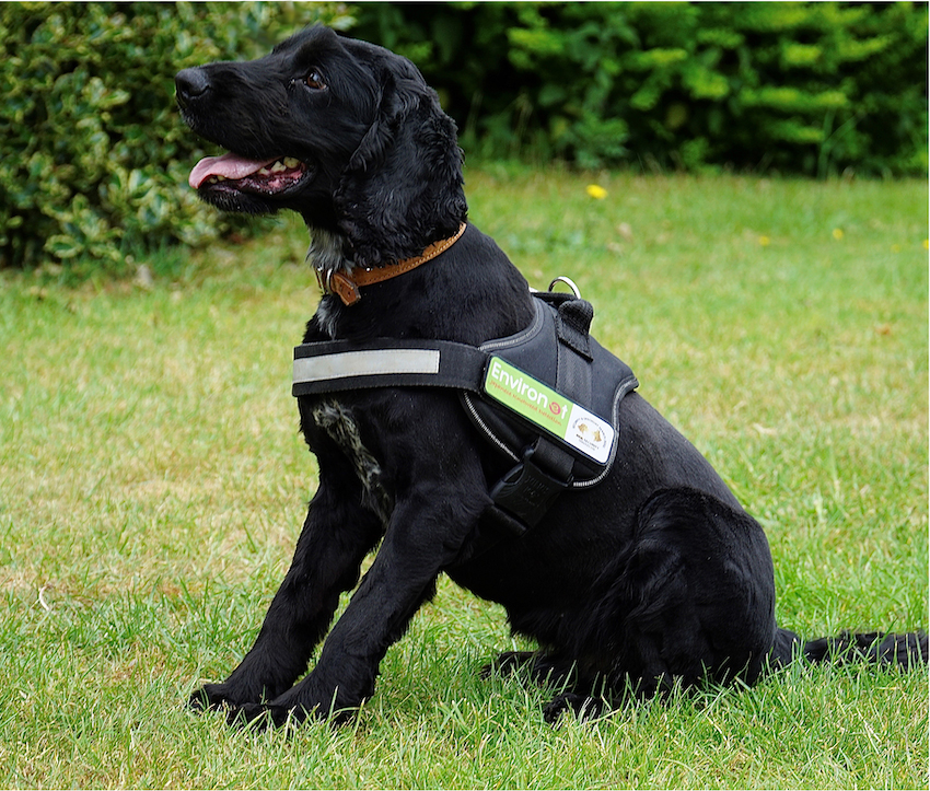 Top rescue dog Buddy has been hired to sniff out the invasive Japanese knotweed which can make it hard to sell a property