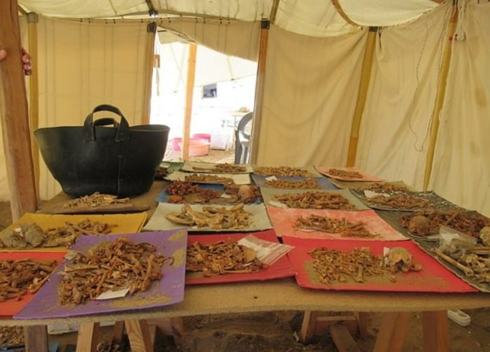 These trays contain remains of monkeys, cats and dogs