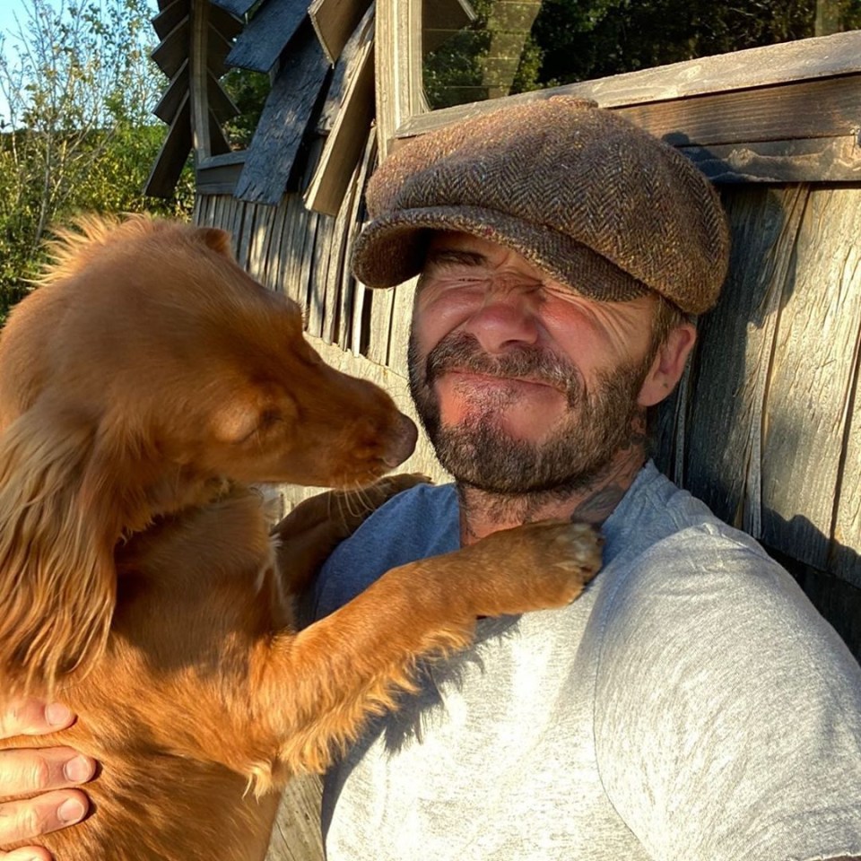 The whole family honoured the pets on Instagram today - including David