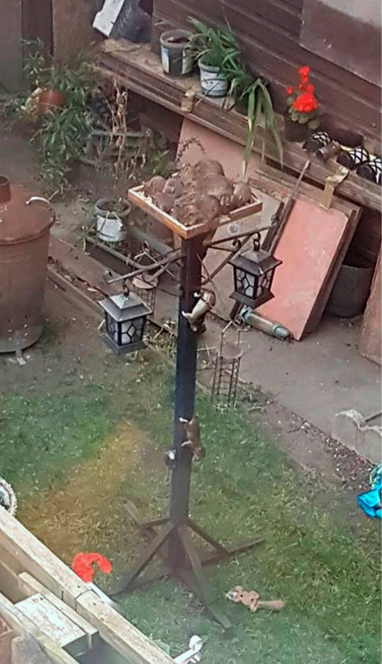 The rats are seen crowding onto a bird table in the garden of a house on Donnison Street, Sunderland