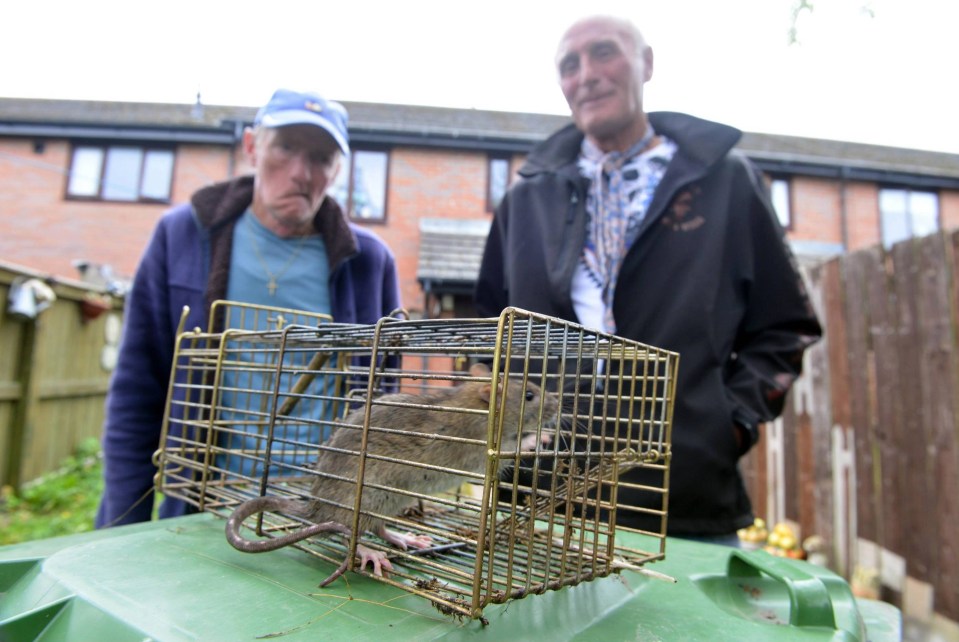 Donnison Gardens residents Paul Reay (left) and Jimmy Smart (right) have been catching the rats themselves