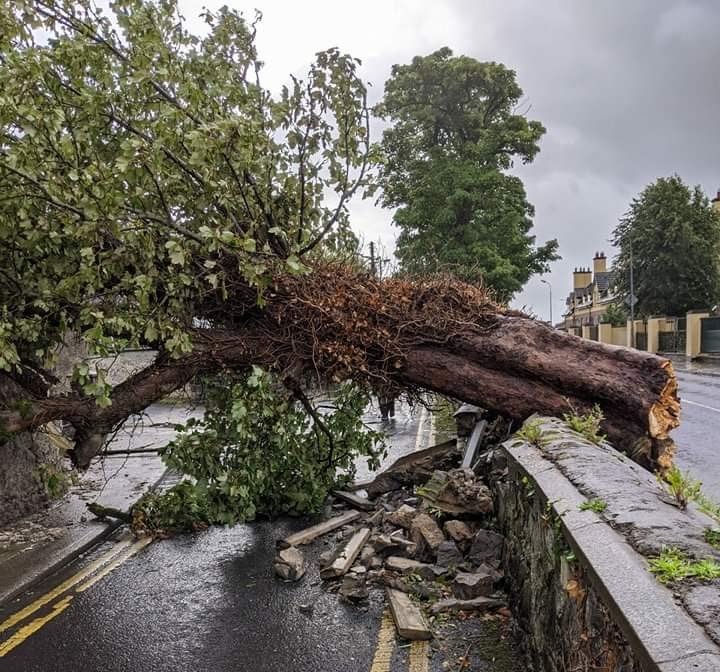 Strong gusts from Storm Ellen felled a tree in the west of Ireland taking with it parts of a stone wall