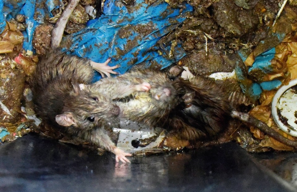 The rodents are understood to have appeared in huge numbers as a result of a sewage problem