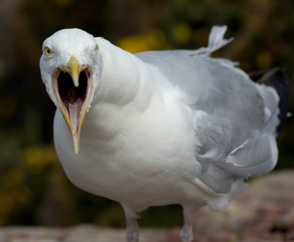 Angry seagulls are reportedly attacking children and postmen in the area (stock)