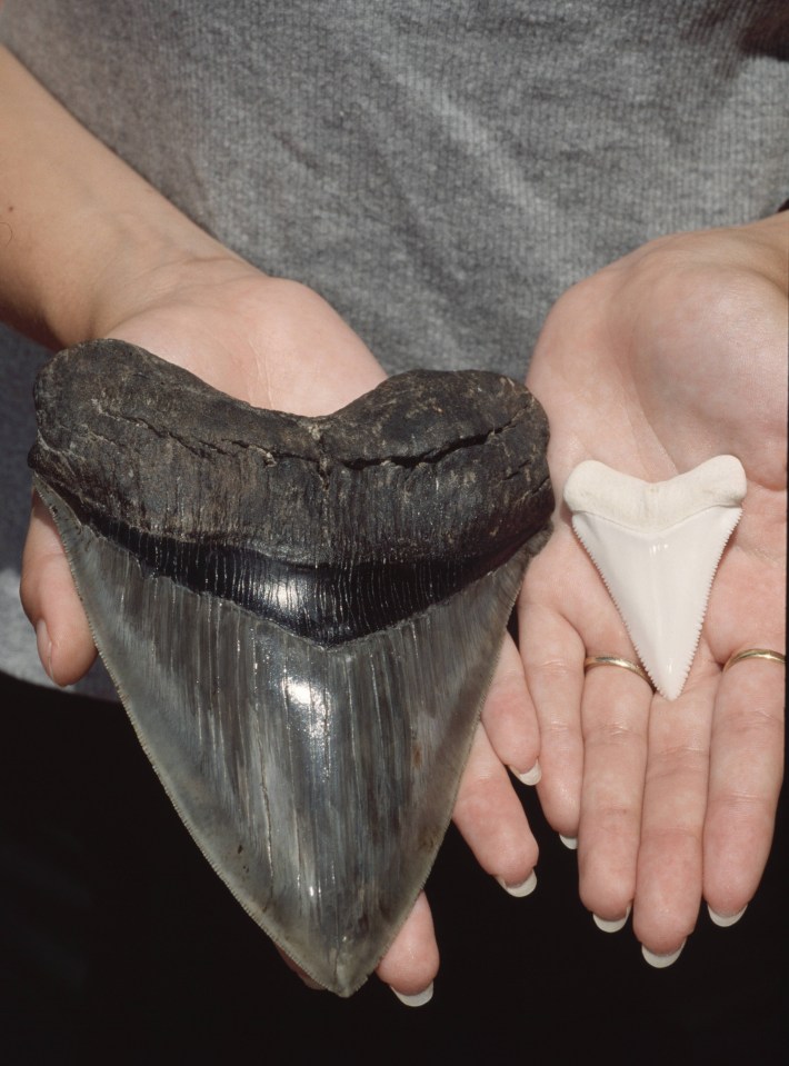 A megalodon tooth compared to a great white shark’s tooth