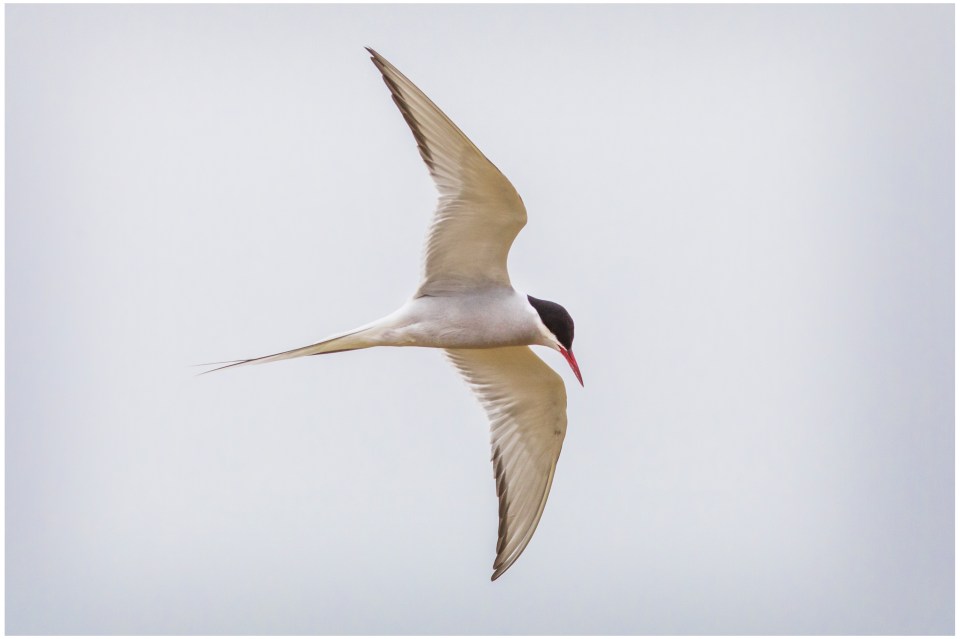 The Arctic tern flies across the world to migrate