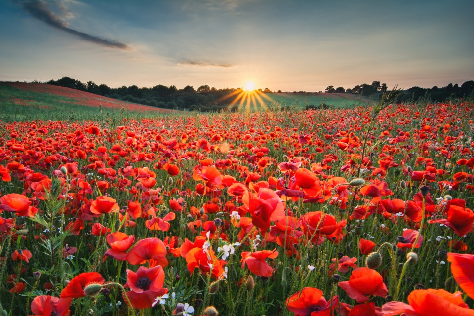 The Sun is asking caring readers to save this year's Poppy Appeal