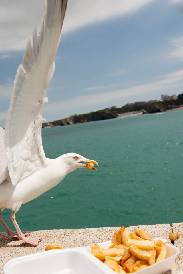 A seagull will always take your chips if you invite them