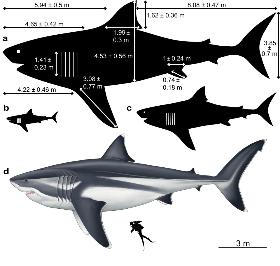 The researchers revealed this image of a) 16 metre adult b) a 3 metre new-born; c) an 8 metre juvenile and d) an artistic reconstruction of a 16 metre adult megalodon, all compared to a human