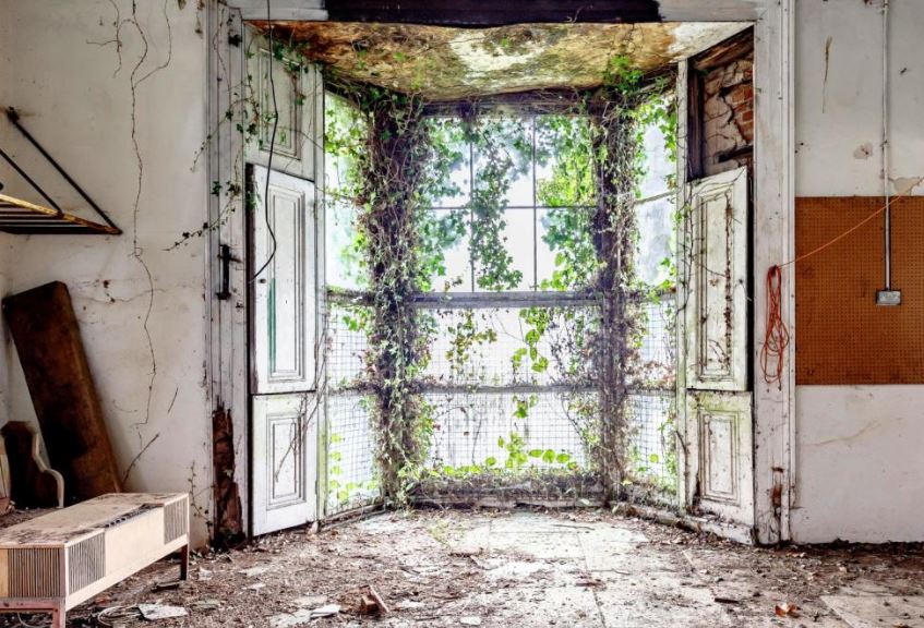 Old windows have been completely overgrown with creeping plants