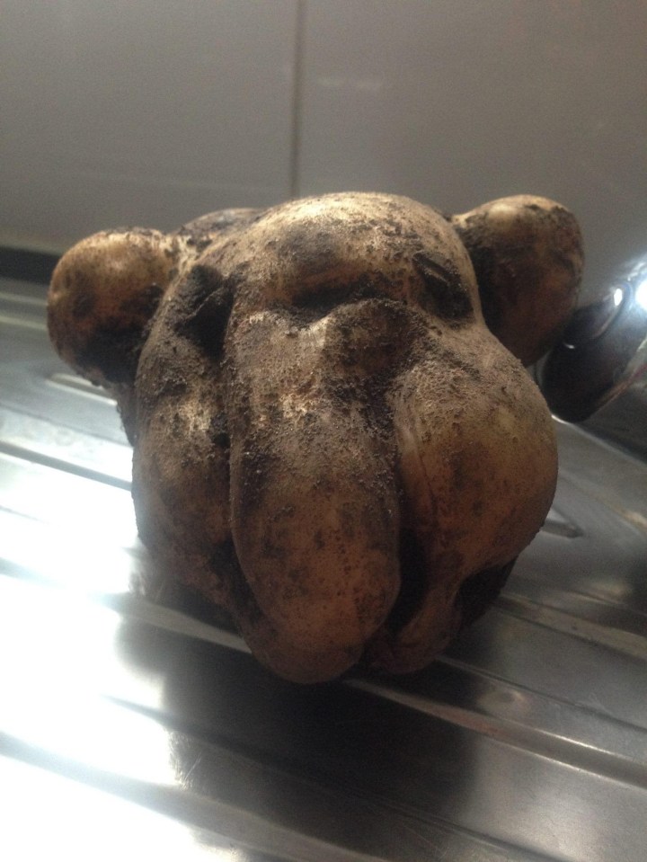 Joanne Gudger couldn't believe it when she found a home-grown potato which looked just like her dog Dave